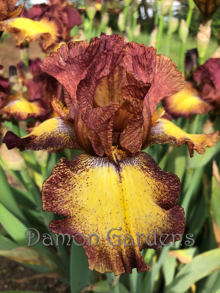 Iris Clown Around